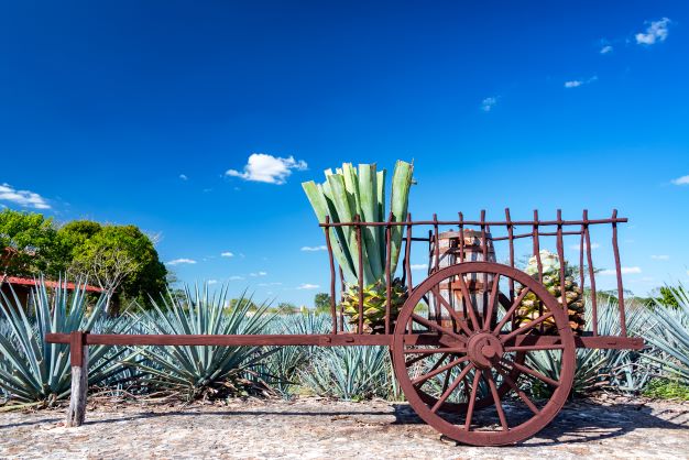 Tequila + Mezcal - Tasting am 12.03.2022